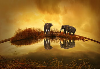 Elephants reflecting in a serene lake at sunset, capturing the beauty of nature. HD wallpaper