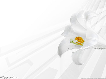 Plants, Flowers HD wallpaper