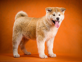 Akita, ultra HD wallpaper
