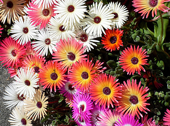 Flowers, Flower Bed, Flowerbed, Different, Aptenias, Apthenia HD wallpaper