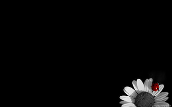 Red Dot On A White Flower., spot, small, a, of HD wallpaper