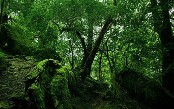 Nature, Trees, Stones, Leaves, Bush, Forest, Vegetation, Moss, Thickets, Thicket HD wallpaper