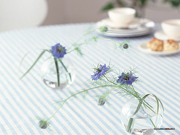 Sprints, table, wild, spring, cups, purple, saucers, biscuits, glass, flowers, cloth, bowls HD wallpaper