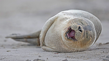 Birtay seal celebration, Beach relaxation, German coastal beauty, Bing gallery find HD wallpaper