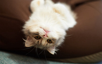 Animals, Cat, Kitty, Kitten, To Lie Down, Lie, Playful HD wallpaper