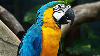Animals, Birds HD wallpaper