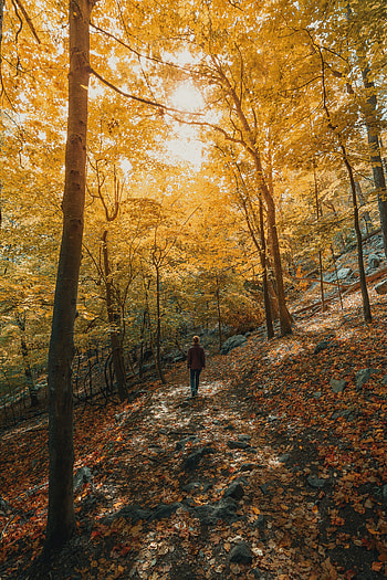 Trees, Autumn, Miscellanea, Miscellaneous, Forest, Path, Girl, Slope HD phone wallpaper