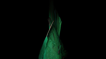 Birds Tail Dark , birds, dark, black, oled, behance, abstract HD wallpaper