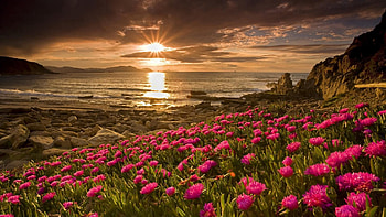 Nature, Flowers, Water, Shore, Bank, Field HD wallpaper