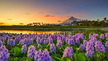 The beautiful nature of the Philippines, reflection, Asia, beautiful, sunset, lake, mountain, exotic, wildflowers, summer, pond HD wallpaper