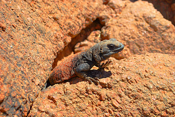 Animals, Stones, Lizard, Reptile, Crawl HD wallpaper