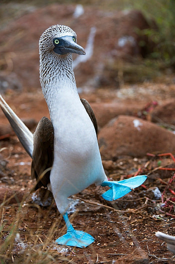 Blue footed booby, Bird, Adorable, Distinctive HD phone wallpaper
