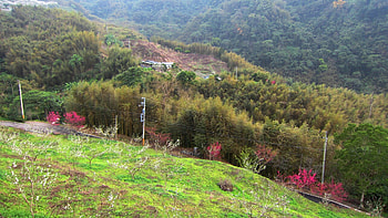 Mountain scenery, scenery, Prunus salicina, forest, Mountain, Cherry blossoms HD wallpaper