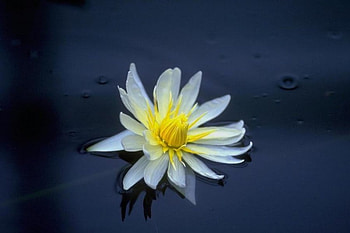 adi, nature, flowers HD wallpaper