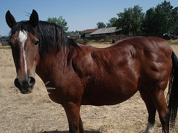 The Big Brown Horse, big horses, nature, brown horses, animals HD wallpaper