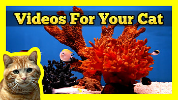 Videos for your Cat - Fish Tank (Trigger Fish, Yellow Wrasse, Domino Damsel) - YouTube HD wallpaper