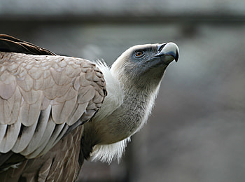 Griffon Vulture , peakpx, Breathtaking sight HD wallpaper