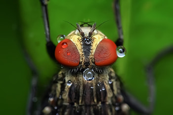 Drops, Macro, Eyes, Insect HD wallpaper