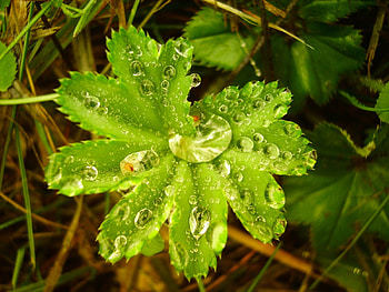 Drops And Green, green, drops, leaf, nature, water HD wallpaper