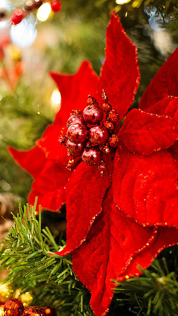 Close-up, Poinsettia HD phone wallpaper