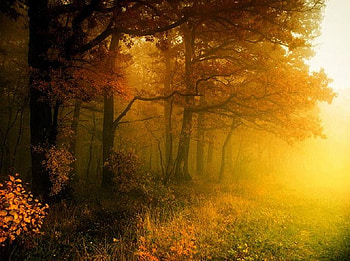 Morning has Broken, golden, morning, glow, bushes, grass, orange, sunrise, mist, yellow, trees HD wallpaper