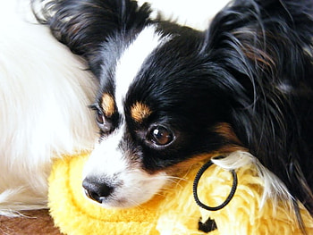Yellow toy for me;), dog, sunshine, toy, white, black, inconditional, little, puppy, soul, something, animals, love, yellow, heart, spoon, forever HD wallpaper