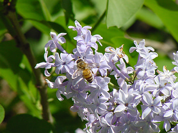 Bee Time, bush, bee, spring time, flower HD wallpaper