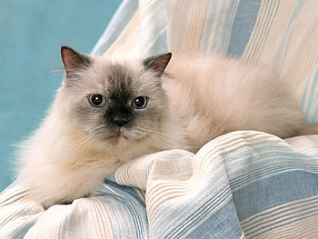 Animals, Cat, Fluffy, Sight, Opinion, Thoroughbred HD wallpaper