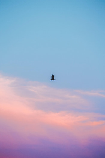 Sky, Clouds, Bird, Minimalism HD phone wallpaper