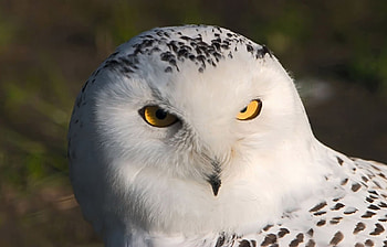 Animals, Birds, Owl HD wallpaper