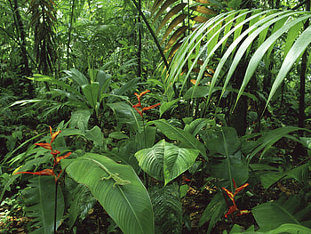 Costa Rican wonder, Rainforest wonderland, experience, Nature's embrace HD wallpaper
