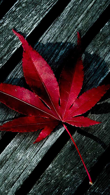Maple leaves , Nature's beauty, Backgrounds HD phone wallpaper