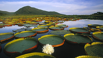 Nature of Brazil, Diverse ecosystems, Tropical rainforests, Exotic wildlife HD wallpaper