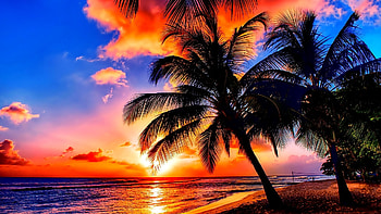 Caribbean Sunset, sky, sun, palms, sea, clouds, reflections HD wallpaper
