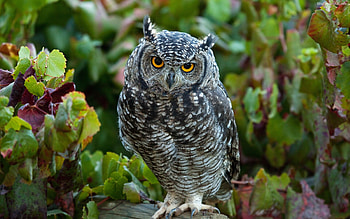 owl backgrounds, Stunning bird graphy, Nocturnal creatures, Wise and mysterious HD wallpaper