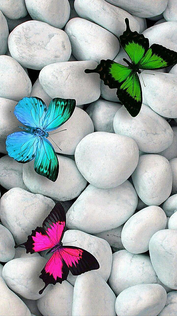 Butterflies on White Stones, stone, Animal, butterfly HD phone wallpaper