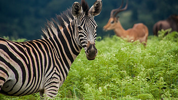 Eswatini travels, Eswatini, Eswatini, Eswatini HD wallpaper