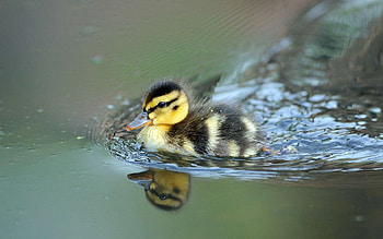 Artistic duck , Unique composition, Creative visuals, Standout design HD wallpaper