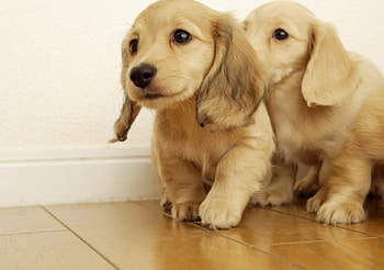 lovely dogs, kids, dogs, chouchou, animals HD wallpaper