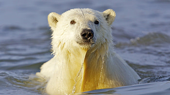 Animals, Water, Muzzle, To Swim, Swim, Polar Bear HD wallpaper