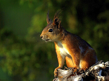 Squirrel, cool HD wallpaper