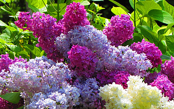 Spring blossom, Bush, Flowers, Lilac, Colourful HD wallpaper