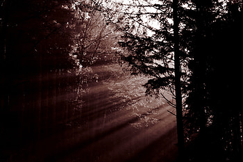 Nature, Trees, Dawn, Dark, Forest, Haze, Sunlight, Sun Rays HD wallpaper