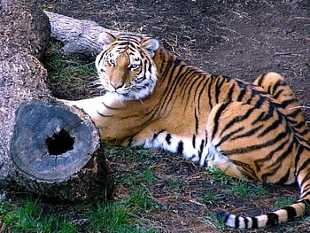 I'm Tired, cat, tiger, ground, tree HD wallpaper