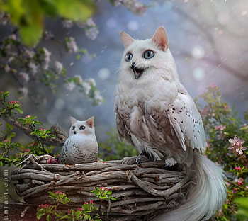 Owlcats nest, white, bird, fantasy, cat, pasari, owl, nest, l saveljeva, pisici, creature HD wallpaper