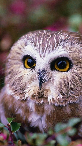 Cute Owl, face, bird, Animal, owl HD phone wallpaper