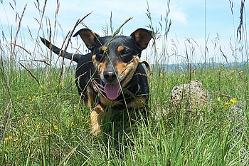 My Masha, dog, summer, grass HD wallpaper