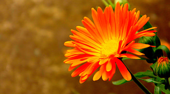DAISY, PETALS, LEAVES, COLORS, STEM HD wallpaper