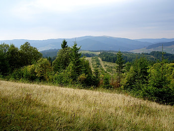 Landscape, Trees HD wallpaper