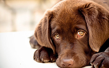 Labs , Popular choice, Stunning backgrounds, Canine beauty HD wallpaper